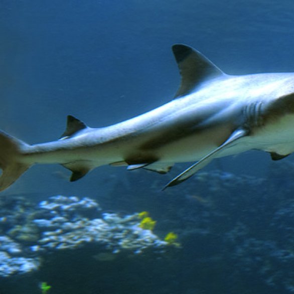 Staatliches Museum für Naturkunde Karlsruhe