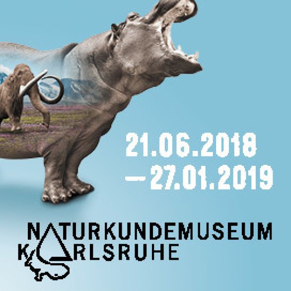 Flusspferde Am Oberrhein Wie War Die Eiszeit Wirklich Museums