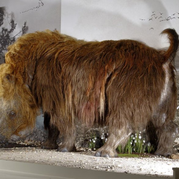 Flusspferde Am Oberrhein Wie War Die Eiszeit Wirklich Museums Pass Musees