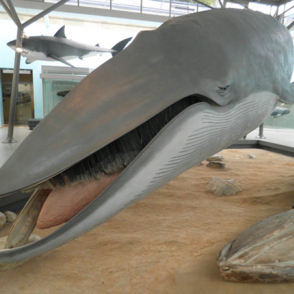 Staatliches Museum für Naturkunde Stuttgart