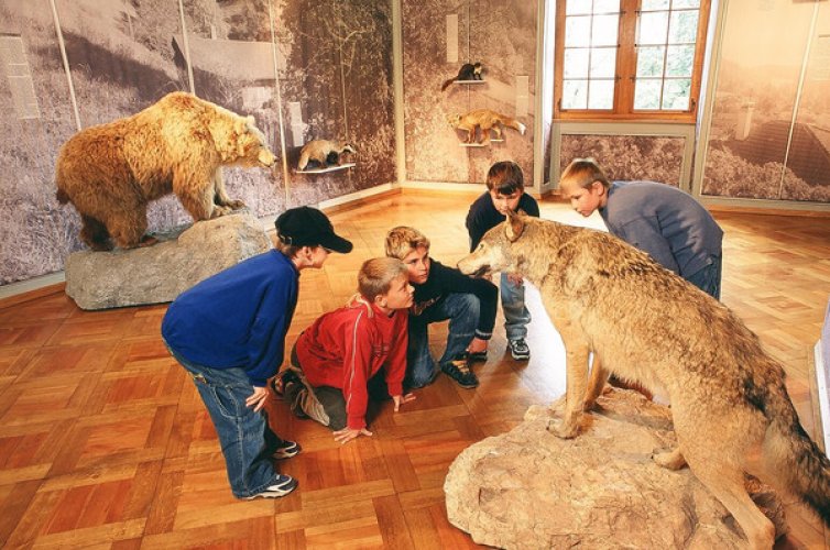 Schloss Landshut - Ausstellung im Museum für Wild und Jagd