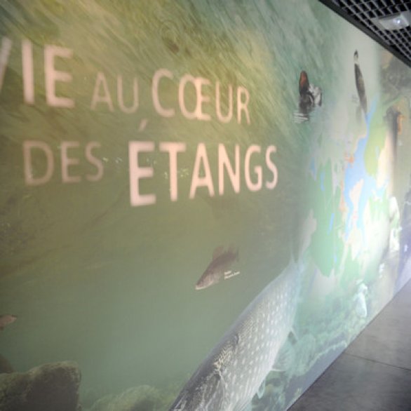 Exposition permanente "La vie au coeur des étangs"
