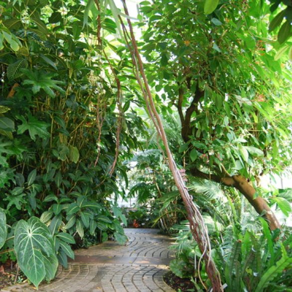 Conservatoire et Jardins botaniques de Nancy