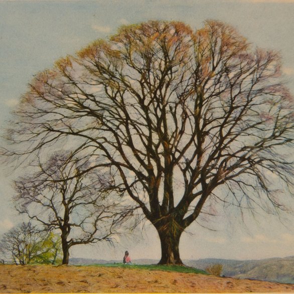 Hermann Daur: Linde auf dem Tüllinger Berg
