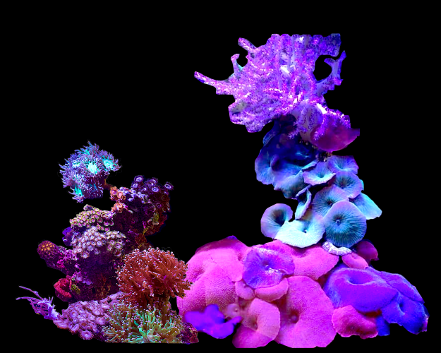 Entwurf für das Baden-Baden Satellite Reef – Institute for Figuring – Christine Wertheim