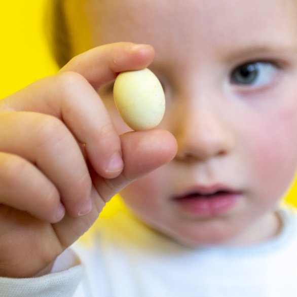 Museum Natur und Mensch, Vom Ei zum Küken, Foto: Patrick Seeger