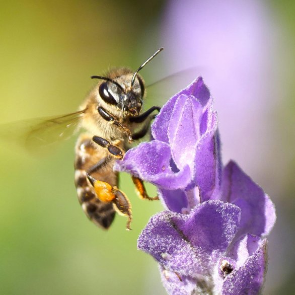 Eine Biene fliegt neben einer lilafarbenen Blüte.