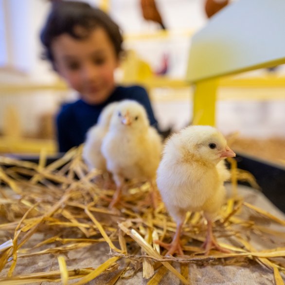 Zwei Küken, auf Stroh stehend, im Hintergrund ist ein Kind zu sehen