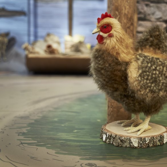 Archäologisches Museum Colombischlössle