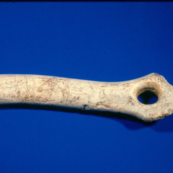 Neues aus dem Archäo-Labor - Archäologisches Museum Colombischlössle