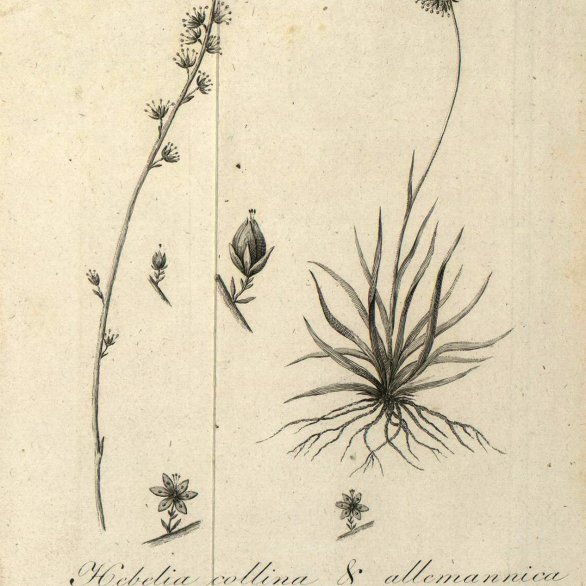 GmelinFloraII-TabI: Gmelin, Flora Bad. Bd. 2 - die von Gmelin nach Hebel benannte Simsenlilie