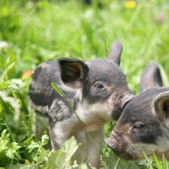 Junge Wollschweine im Tierpark