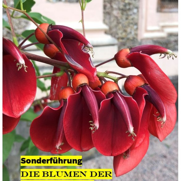 Blumen in Schloss Favorite