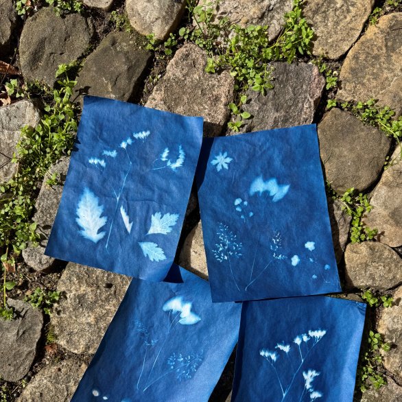 Vier Cyanotypien liegen auf einem sonnigen Kopfsteinpflaster zwischen kleinen grünen Pflanzen. Auf den tiefblauen Papieren zeichnen sich in hellem Weiss die Silhouetten von Blättern, Gräsern und Blüten ab. Die Werke zeigen unterschiedliche Pflanzenkompositionen und entstanden durch das fotografische Druckverfahren der Cyanotypie, bei dem Sonnenlicht und Naturmaterialien verwendet werden.