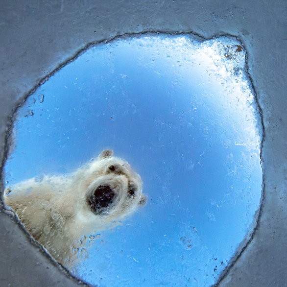 Audun Rikardsen, Wildlife Photographer of the Year