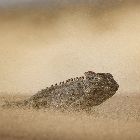 Dewald Tromp, Wildlife Photographer of the Year