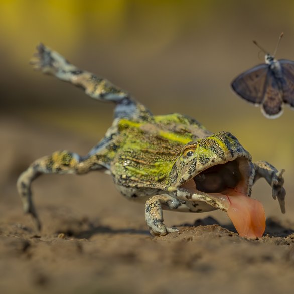 Fotografie von Wildlife Photographer of the Year 2018 (c) Qing Lin