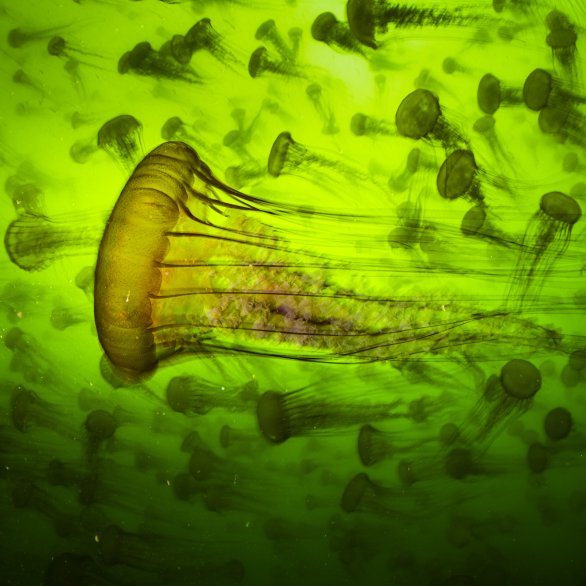 Qualle in grünem Wasser (c) Ralph Pace, Wildlife Photographer of the Year