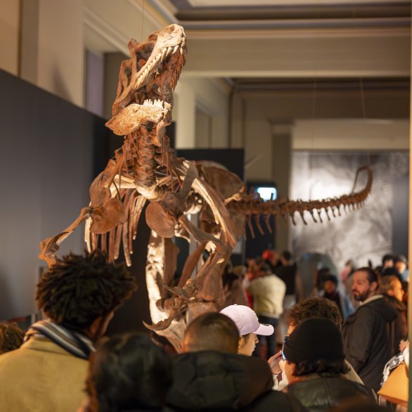 Dinosaurierskelett im Naturhistorischen Museum Basel (c) Jeton Shali