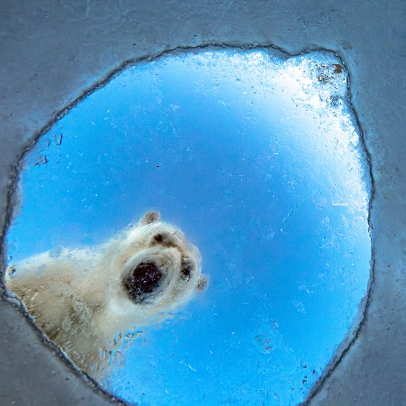 Audun Rikardsen, Wildlife Photographer of the Year