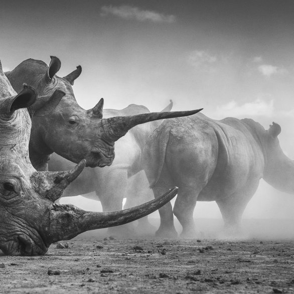 (c) Federico Veronesi, Wildlife Photographer of the Year