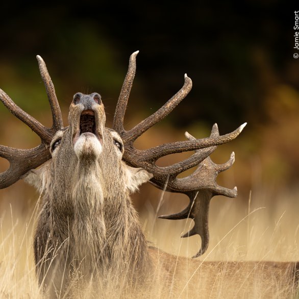 Röhrender Hirsch, Jamie Smart, Wildlife Photographer of the Year
