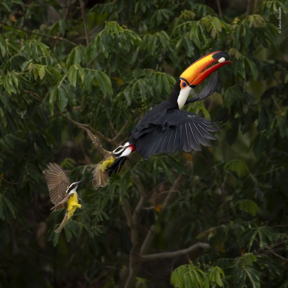 Julius Dadalti, Wildlife Photographer of the Year