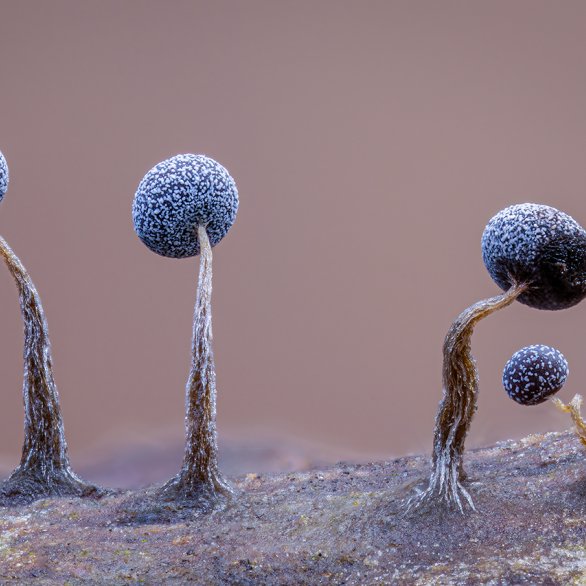 Schleimpilze / Kutu Uddin, Wildlife Photographer of the Year