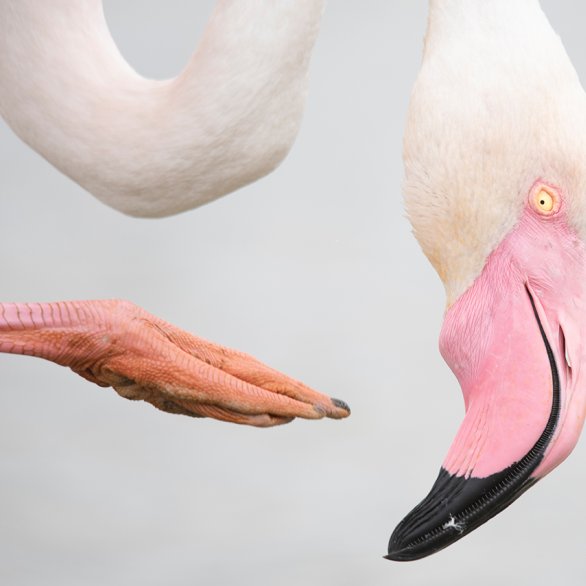 Flamingobild von Leana Kuster, Wildlife Photographer of the Year