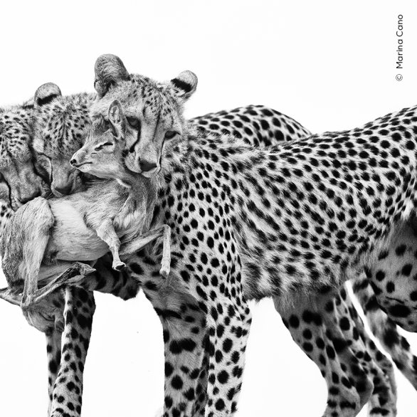 Marina Cano, Wildlife Photographer of the Year
