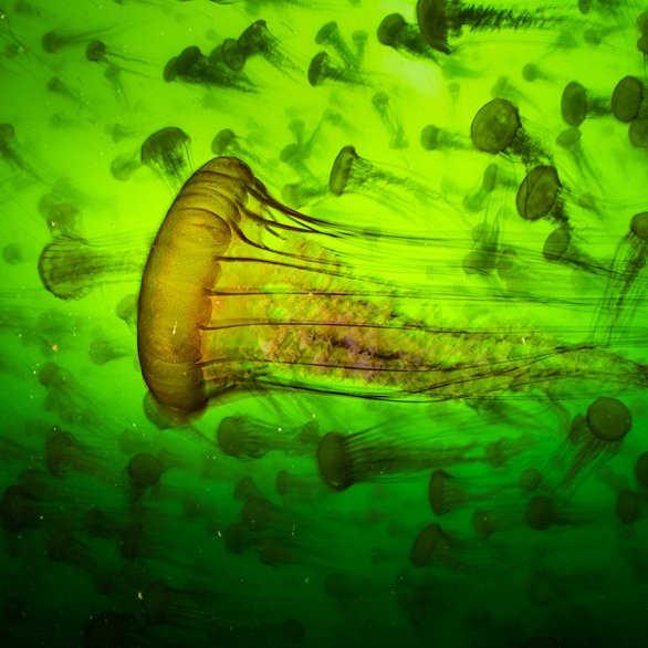 Qualle (c) Ralph Pace, Wildlife Photographer of the Year