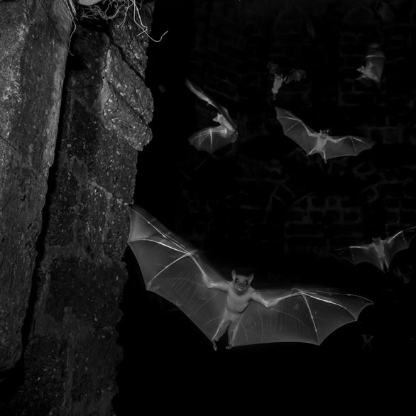 Fledermäuse in einer schwarzen Höhle. Sitaram Raul, Wildlife Photographer of the Year