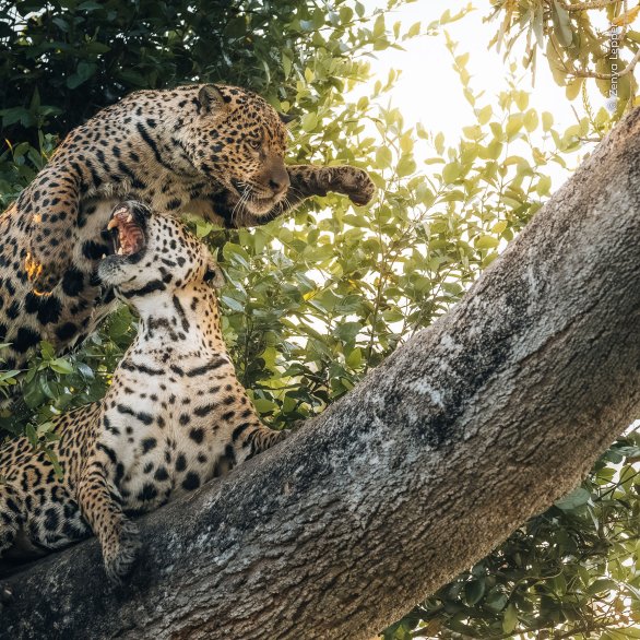 Zenya Lepper, Wildlife Photographer of the Year