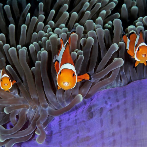 Fotografie von Wildlife Photographer of the Year 2018 (c) Qing Lin