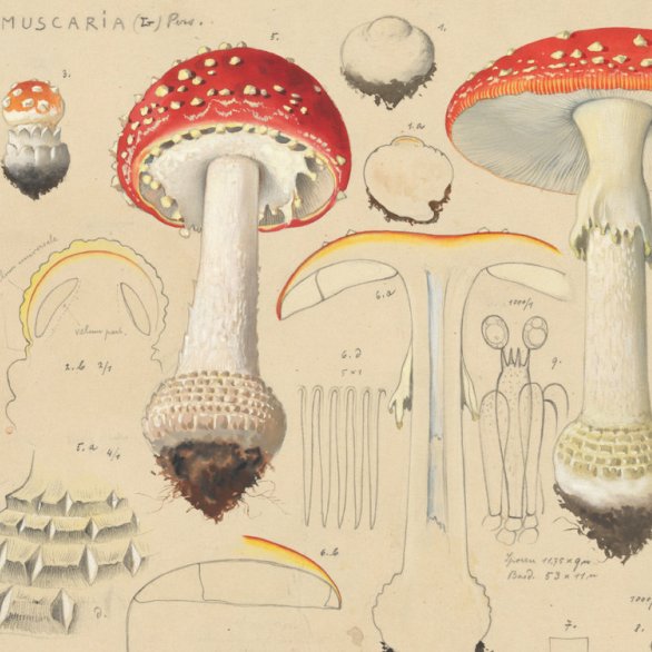 Herausragende Pilze