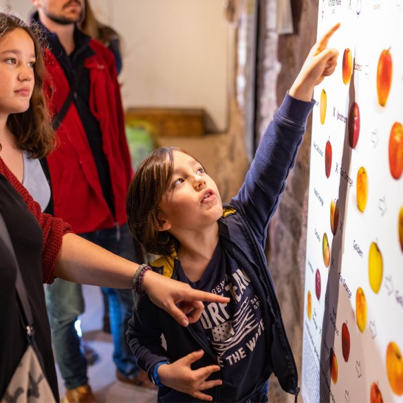Une famille tente de reconnaître les diverses variétés de pommes présentes à l'Écomusée d'Alsace
