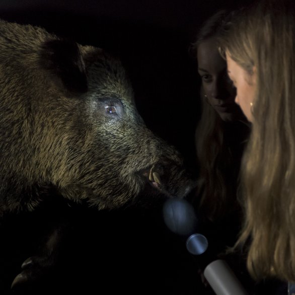 Im Artenkabinett Luchs und Wildschwein auf der Spur