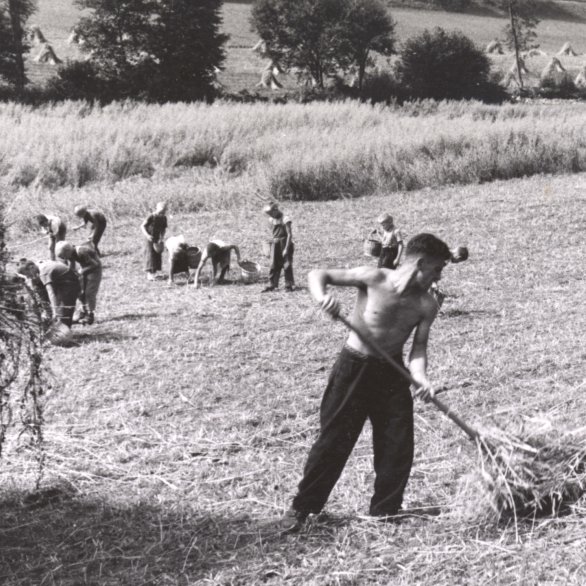 Arbeiten auf dem Feld, Schulheim Schillingsrain, Liestal, zw. 1943-1957