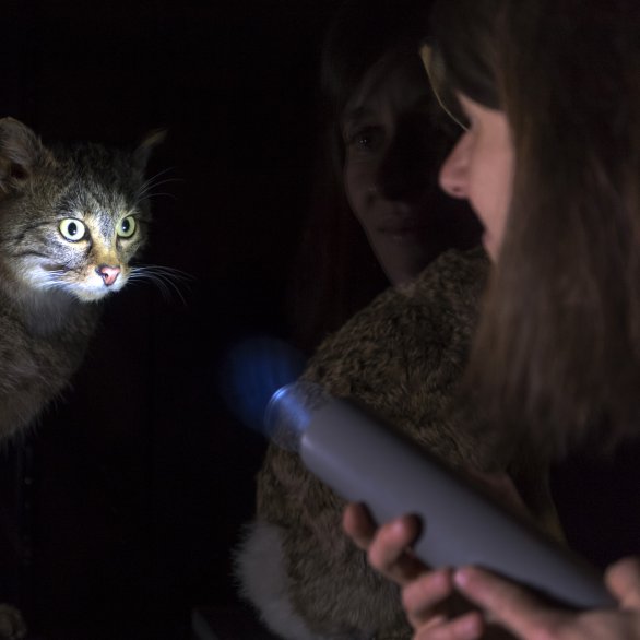 Eine Frau leuchtet mit einer Taschenlampe auf eine Katze.