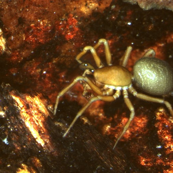 Museumsbar: Caracladus zamoniensis