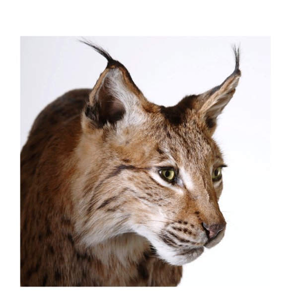 Eurasischer Luchs