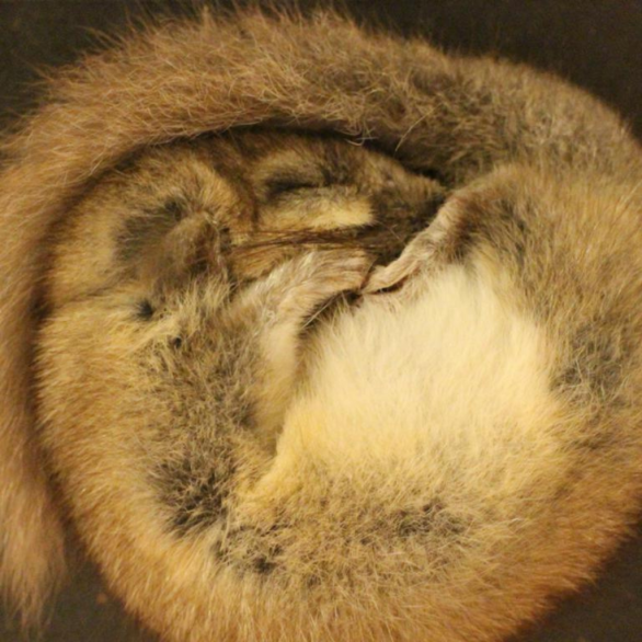 Themenführung Winterschlaf. Siebenschläfer