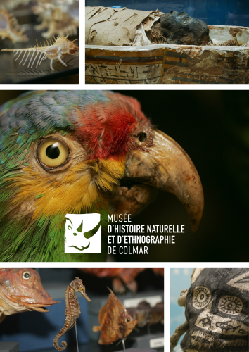 Collections du Musée d'Histoire naturelle et d'Ethnographie