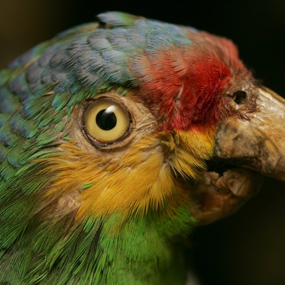 Amazone à lobes rouges, un perroquet issu des collections du musée Amazone à lobes rouges, un perroquet issu des collections du musée