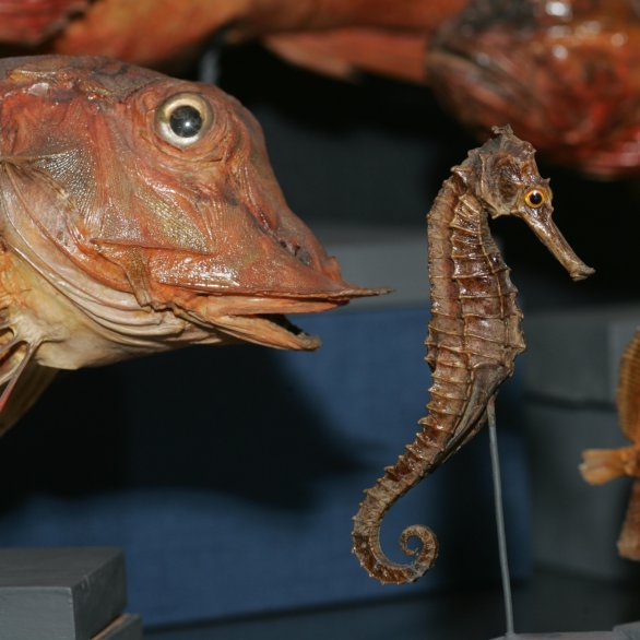 Des espèces aquatiques exposées au musée Des espèces aquatiques exposées au musée
