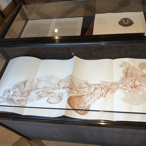 Présentation des livres d'artistes ayant participé au Prix Robert Beltz.