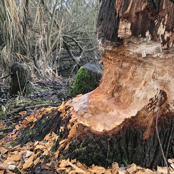 Baum, welcher von einem Biber sehr stark angenagt wurde