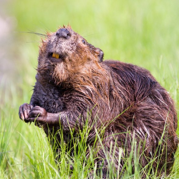 in einer Wiese sitzt ein Biber aufrecht und schaut in die Kamera