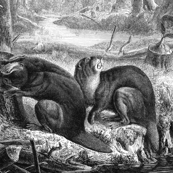 zwei Biber im Wald am Wasser, der eine nagt an einem Baumstamm