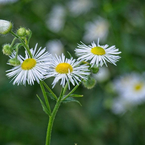Berufkraut, Foto: Stock